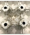 Tarrina Micro Grillo | Acheta domesticus