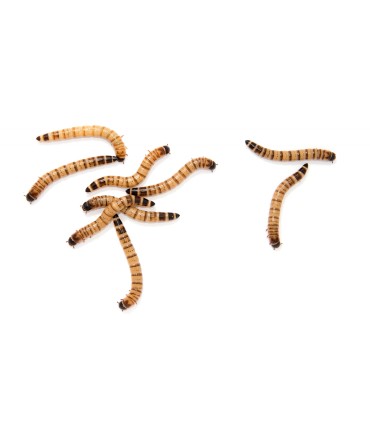Tarrina Gusano Rey | Zophoba morio 50g