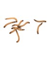 Tarrina Gusano Rey | Zophoba morio 50g