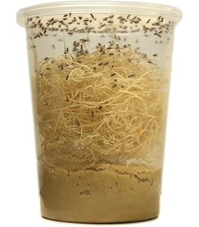 Cultivo Mosca del Vinagre o de la Fruta 1/2 Litro | Drosophila