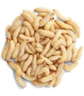 Tarrina Gusano de la Miel o de la Cera 40 unds. Aprox. 