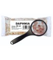 Daphnia pulex Viva