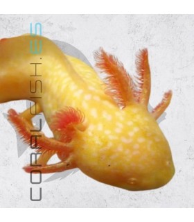 Ajolote Albino Golden 10-12 cm | Ambystoma andeersoni | Nº
