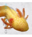Ajolote Albino Golden  10-12 cm | Ambystoma andeersoni | Nº Criador CZ26726696