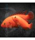 Cíclido Joya Super Rojo Lago Turkana 6-9 cm | Hemichromis exsul