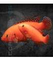 Cíclido Joya Super Rojo Lago Turkana 6-9 cm | Hemichromis exsul