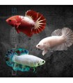 Betta Hembra Media Luna Selección 4-5 cm | Betta splendens
