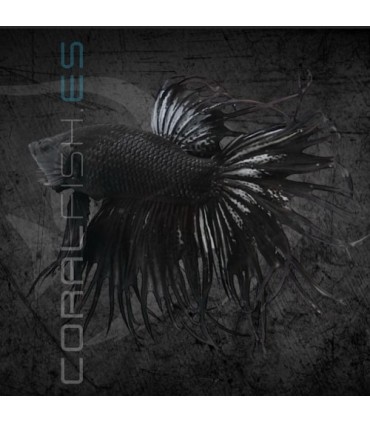 Betta Macho Corona Black 5-6 cm | Betta splendens