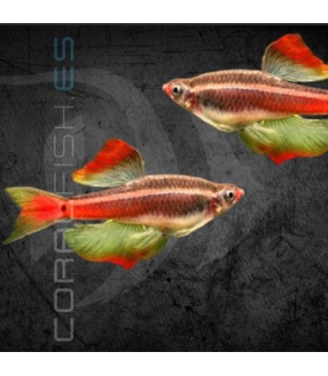 Neón Chino Velo 2.5-3 cm | Tanichthys albonubes