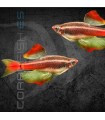 Neón Chino Velo 2.5-3 cm | Tanichthys albonubes