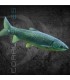 Carpa China Come Algas Amur 7-9cm | Ctenopharyngodon idella