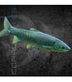 Carpa China Come Algas Amur 7-9cm | Ctenopharyngodon idella