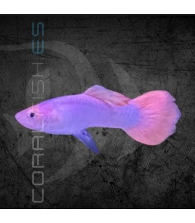 Guppy Macho Platino Cola Rosa 3-4 cm | Poecilia reticulata