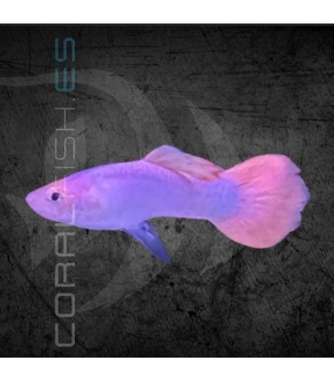 Guppy Macho Platino Cola Rosa 3-4 cm | Poecilia reticulata