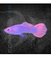 Guppy Macho Platino Cola Rosa 3-4 cm | Poecilia reticulata
