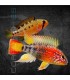 Apistograma de Cola Roja L | Apistogramma macmasteri