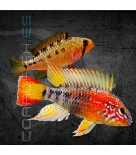 Apistograma de Cola Roja L | Apistogramma macmasteri