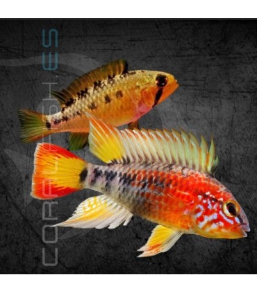 Apistograma de Cola Roja L | Apistogramma macmasteri