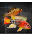 Apistograma de Cola Roja L | Apistogramma macmasteri