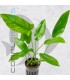 Anubias hastifolia | Maceta de 5 cm