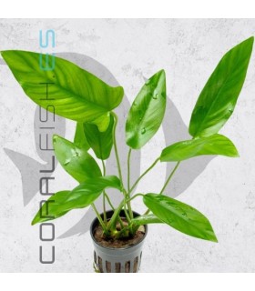Anubias hastifolia | Maceta de 5 cm