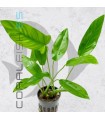 Anubias hastifolia | Maceta de 5 cm