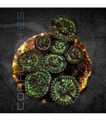 Zoanthus spp. Color | Zoanthus Spp.
