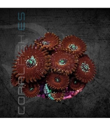 Zoanthus spp. Color | Zoanthus Spp.