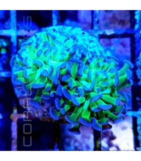 Euphyllia spp. Hammerhead Green (CITES: 25PTLX00434I)