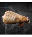 Strombus luhanus M | Caracol Arenero