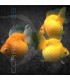 Oranda Escama Perla Surtido 3-4cm | Carassius auratus