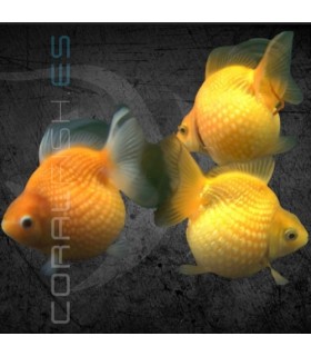 Oranda Escama Perla Surtido 3-4cm | Carassius auratus