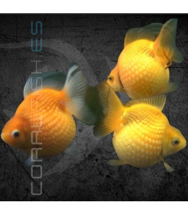 Oranda Escama Perla Surtido 3-4cm | Carassius auratus