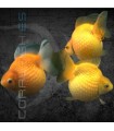 Oranda Escama Perla Surtido 3-4cm | Carassius auratus