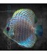 Pez Disco Blue Leopard 5-6 cm | Symphysodon aequifasciata