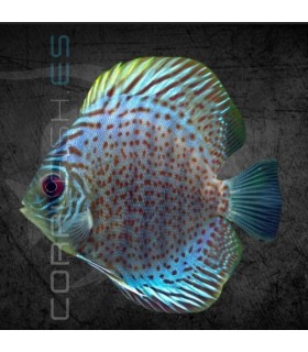 Pez Disco Blue Leopard 5-6 cm | Symphysodon aequifasciata