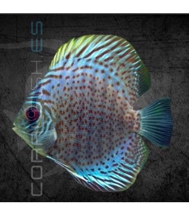 Pez Disco Blue Leopard 5-6 cm | Symphysodon aequifasciata