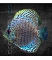 Pez Disco Blue Leopard 5-6 cm | Symphysodon aequifasciata