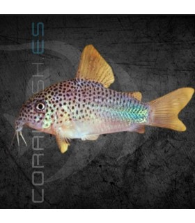 Corydora similis M | Corydoras similis