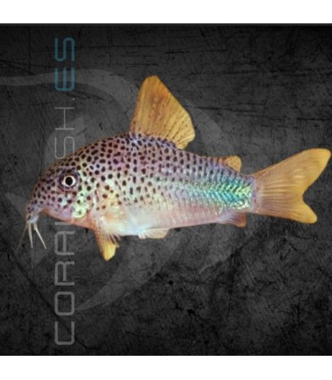 Corydora similis M | Corydoras similis