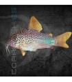 Corydora similis M | Corydoras similis