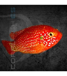 Cíclido Joya Rojo 5-6 cm | Hemichromis lifalilli