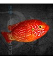 Cíclido Joya Rojo 5-6 cm | Hemichromis lifalilli
