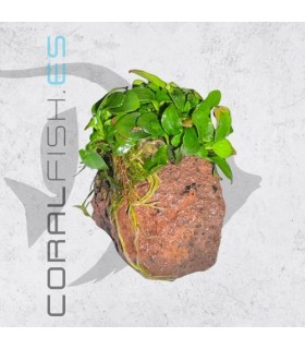 Anubias Mix | En Roca Volcánica