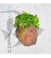 Anubias Mix | En Roca Volcánica