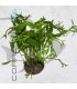 Microsorium Ex Natura | En Roca Volcánica