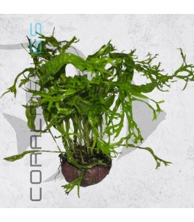 Microsorium Ex Natura | En Roca Volcánica