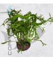 Microsorium Ex Natura | En Roca Volcánica
