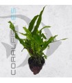 Microsorium pteropus | En Roca Volcánica