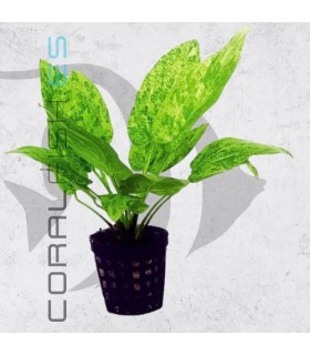 Echinodorus cordifolius Marble Queen | Maceta de 5 cm